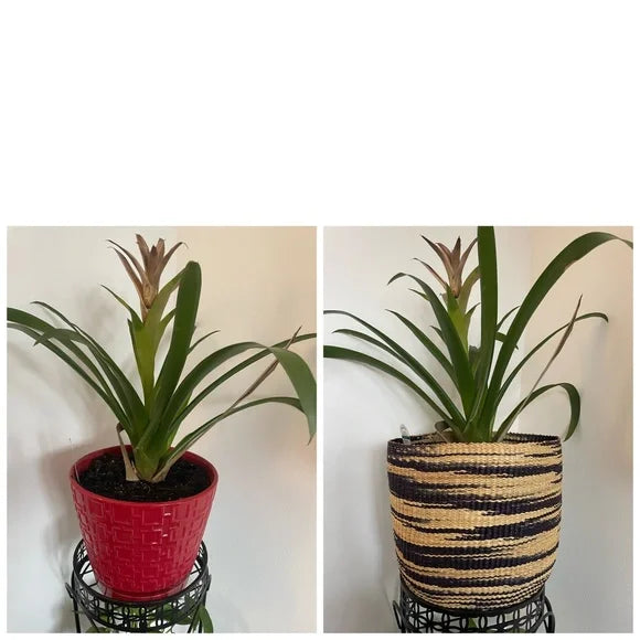 Planter - add some variety to your space